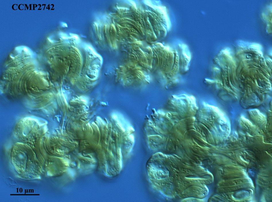 CCMP2742 | NCMA at Bigelow Laboratory